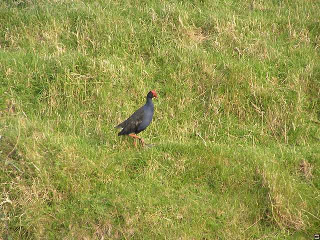 NZ leden-unor 2006 004.jpg